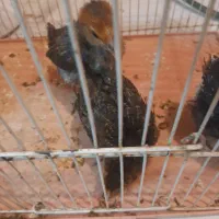 جوجه خونگی درشت