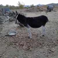 الاغ|حیوانات مزرعه|بافت, |دیوار