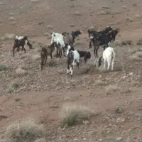 بز پاکستانی