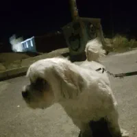 پت شیتزو تریر|سگ|تهران, قیطریه|دیوار