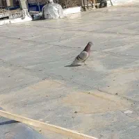 کفتر پرشی ساعت سنگین|پرنده|شاهرود, |دیوار