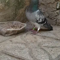 کبوترمسافتی پلاک دار