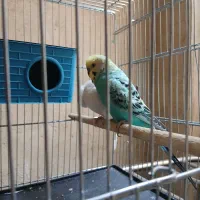 ۲ مرغ عشق نر سالم سرحال با قفس و لوازمات ۲ ک ارزن|پرنده|اهواز, کوی ملی راه|دیوار