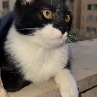 گربه سیاه سفید|گربه|فولادشهر, C5|دیوار