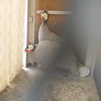 مرغ شاخدار نروماده ۳ تومن