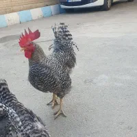 مرغ و خروس امروک پلیموت راک|حیوانات مزرعه|تهران, فدک|دیوار