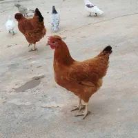 دوتا مرغ تخم کن خوش رنگ|حیوانات مزرعه|دشتابی, |دیوار