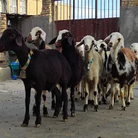 بره ماده عتیقه|حیوانات مزرعه|بروجرد, |دیوار