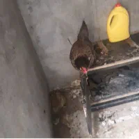 مرغ تخمی|حیوانات مزرعه|تربت‌حیدریه, بالا ولایت|دیوار