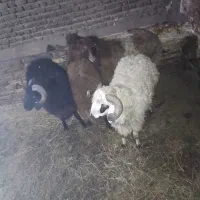 فروش چهار عدد تخلی گوشتی|حیوانات مزرعه|ایواوغلی, |دیوار