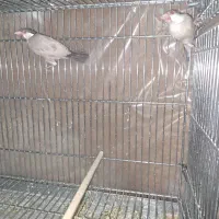 فنچ نرگسی شکلاتی|پرنده|اصفهان, سعادتآباد|دیوار