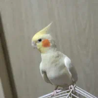 عروس هلندی مولد