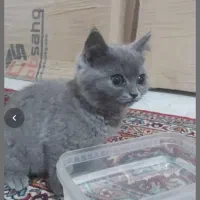 گربه اسکاتیش ۵ماهه