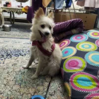 سگ پاکوتاه گمشده