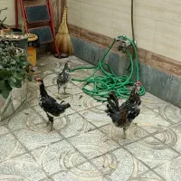 خروس گلین|حیوانات مزرعه|اصفهان, امین‌آباد|دیوار