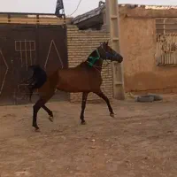 اسب و تجهیزات اسب|اسب و تجهیزات اسب‌سواری|اهواز, عین ۲|دیوار