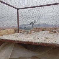 کفتر سینه سفید