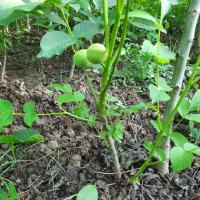 نهالستان دماوند|خدمات باغبانی و درختکاری|میاندوآب, |دیوار