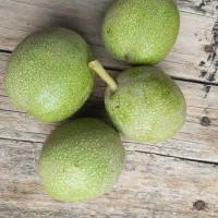 فروش گردو