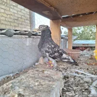 کبوتر سرور نر|پرنده|فولادشهر, A1|دیوار