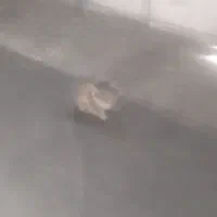 قیمت توافقی|گربه|کرمان, |دیوار