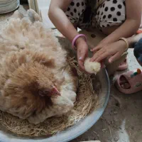 تخم نطفه دار برهما و براکل اصل