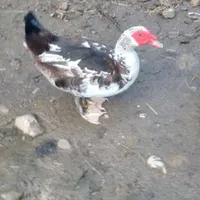 اردک خروس