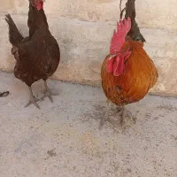 خروس ومرغ محلی