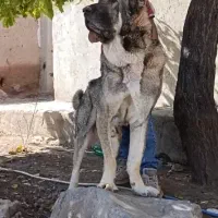 عراقی از نصل ابی