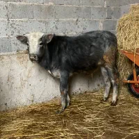 گوساله نر ورزاکوله