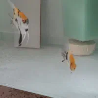 ماهی آنجل کوی ماربل|ماهی|فردیس, شهرک ۱۱۰|دیوار