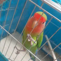 طوطی کوتوله|پرنده|بم, |دیوار