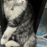 واگذاری گربه نژاد پرشین اسکاتیش|گربه|کرمان, |دیوار