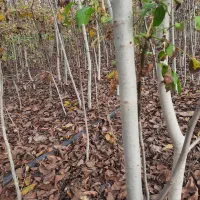 خرمالو گردو