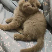 گربه اسکاتیش بلو و لیلاک|گربه|گرگان, |دیوار