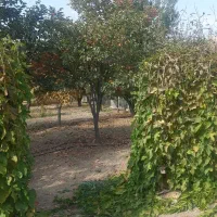 فروش باغ ثمری|فروش خانه و ویلا|بیضا, |دیوار