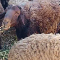 فروش گوسفند ماده ونر|حیوانات مزرعه|سمنان, |دیوار