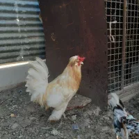 خروس ریشی چهل تاج