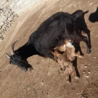 بز گوسفند|حیوانات مزرعه|مشگین شهر, |دیوار