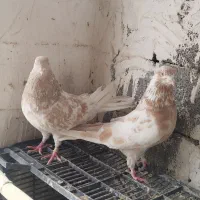 زردی|پرنده|بومهن, |دیوار