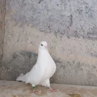 کفتر سفید|پرنده|خمینی‌شهر, |دیوار