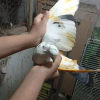 سه. عدد. کفتر|پرنده|چالوس, |دیوار