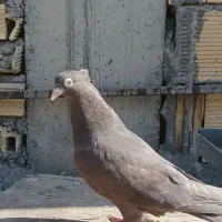 کبوتر قهوهای آبادانی|پرنده|لنجان, |دیوار