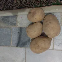 سیب زمینی بذری جلی