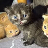 گربه بریتیش و اسکاتیش|گربه|گنبد کاووس, |دیوار