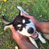 توله ۴ ماهه هاسکی