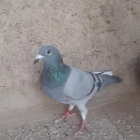 یک کبوتر
