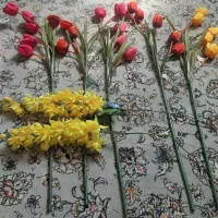 ۵ شاخه گل لاله