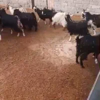 تعداد ۱۷ راس بزغاله