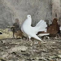 سفید دم چتری  سرخ دم سفید ابلغ افغانی ابی